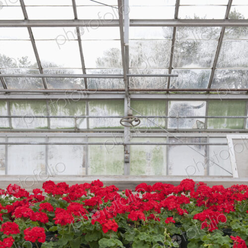 Blooming Red Geraniums