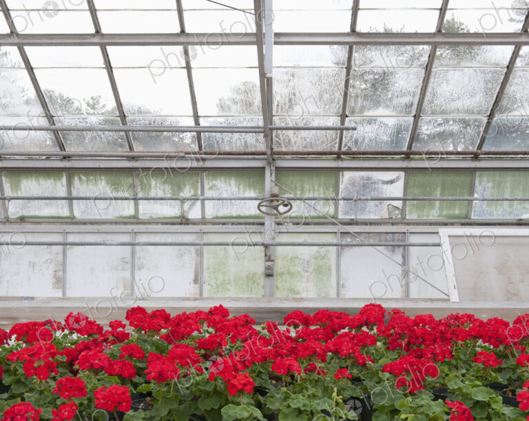 Blooming Red Geraniums
