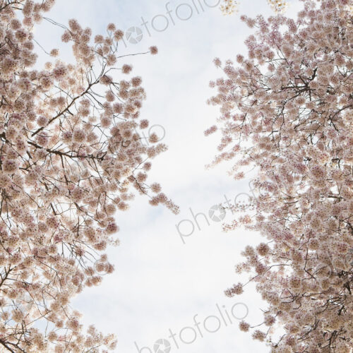 Blooming cherry blossom trees, flowering in the spring. Pink flowers. Blooming cherry blossom trees, flowering in the spring. Pink flowers.