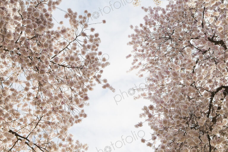 Blooming cherry blossom trees, flowering in the spring. Pink flowers.