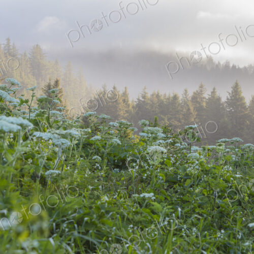 Blooming hogweed in summer, coastal forest in distance, Oregon