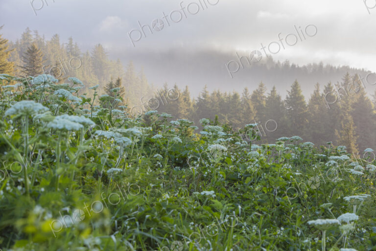 Blooming hogweed in summer, coastal forest in distance, Oregon