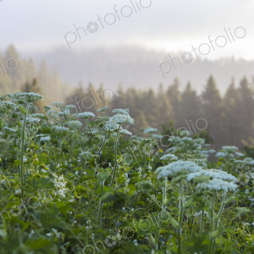 Blooming hogweed in summer, coastal forest in distance, Oregon