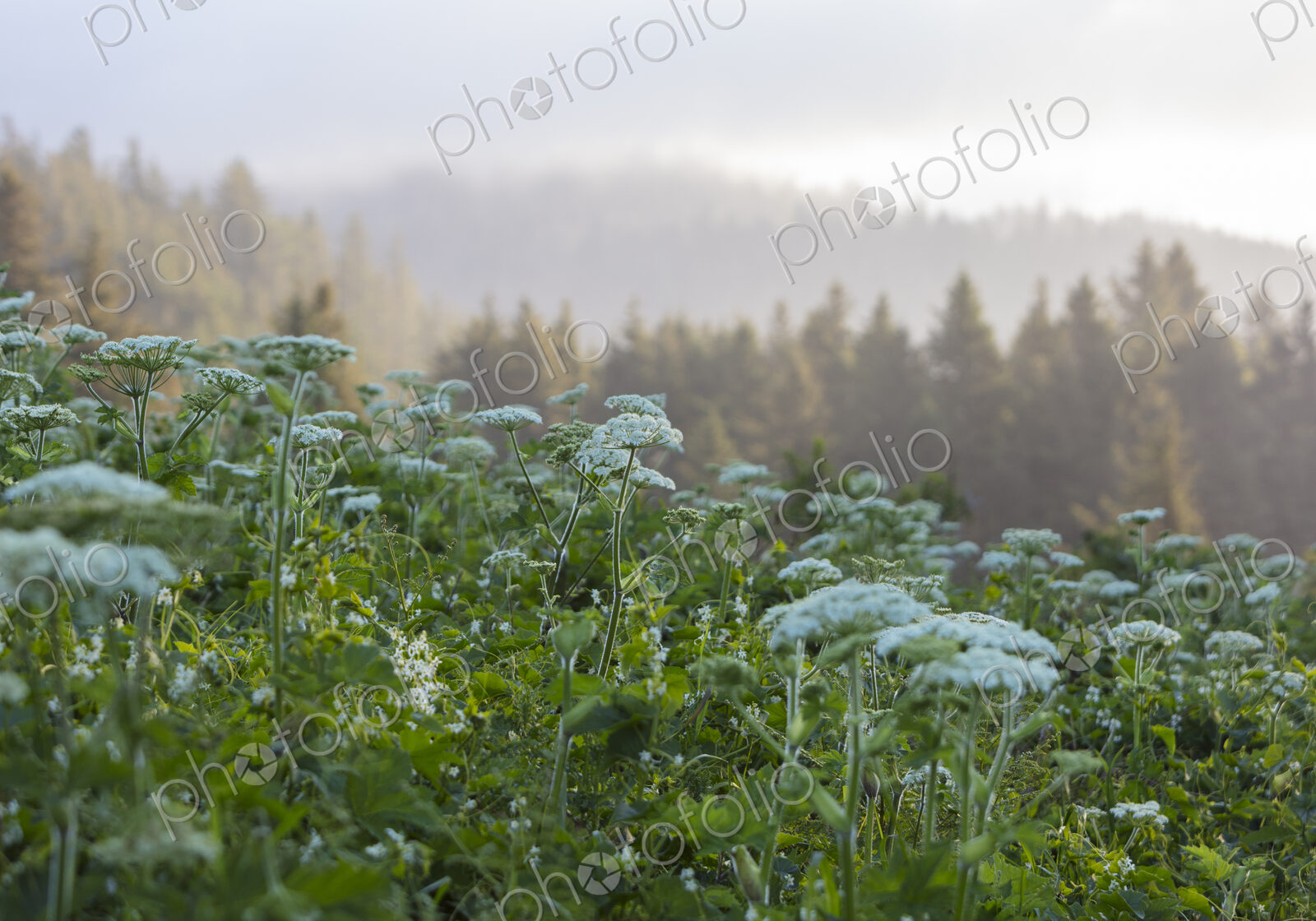 Blooming hogweed in summer, coastal forest in distance, Oregon