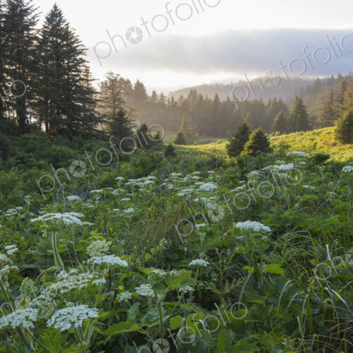 Blooming hogweed in summer, coastal forest in distance, Oregon