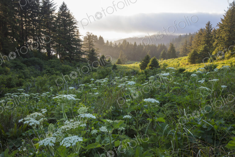Blooming hogweed in summer, coastal forest in distance, Oregon