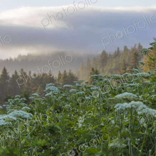Blooming hogweed in summer, coastal forest in distance, Oregon