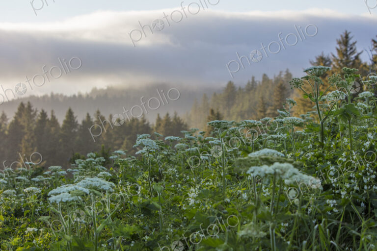 Blooming hogweed in summer, coastal forest in distance, Oregon