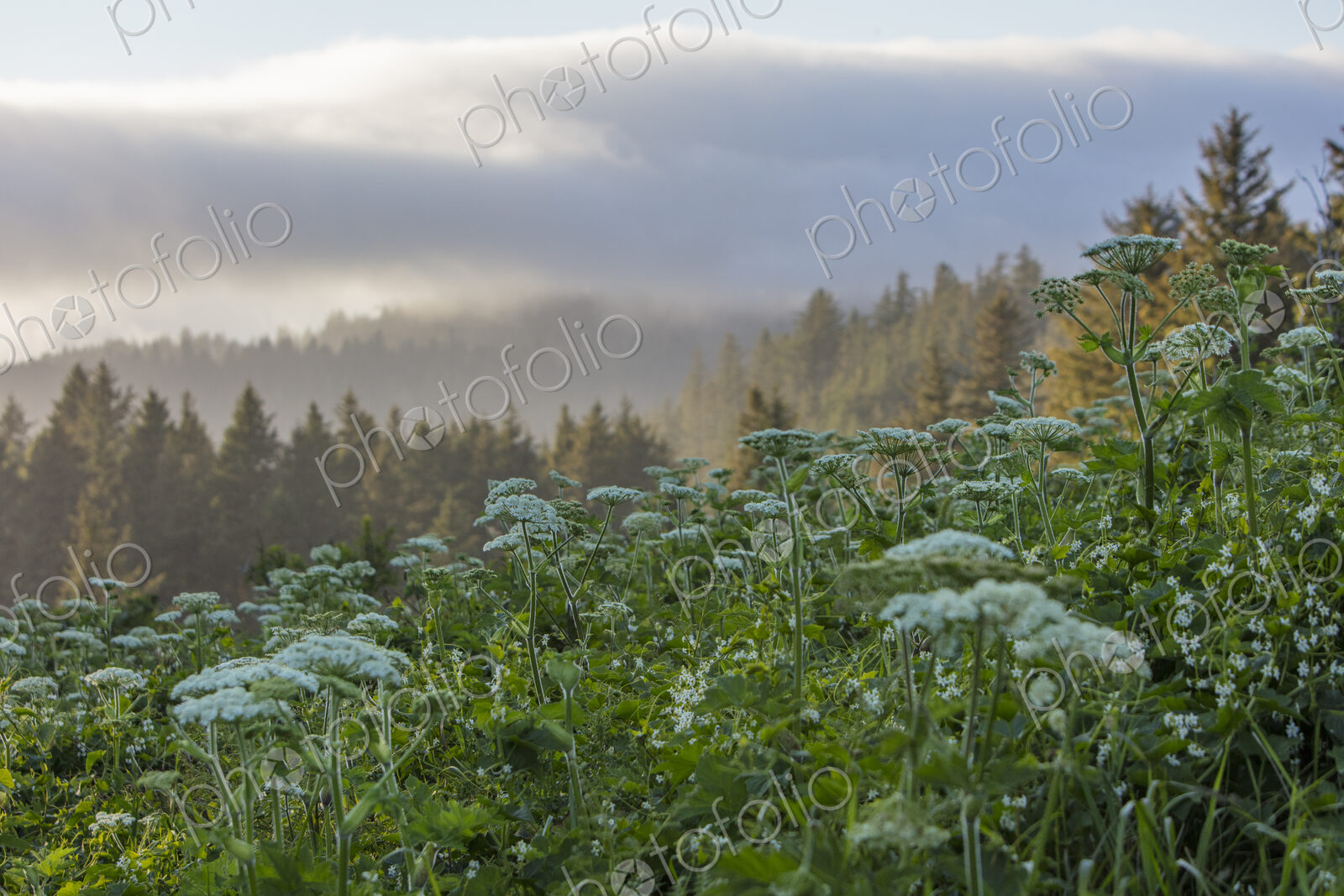 Blooming hogweed in summer, coastal forest in distance, Oregon