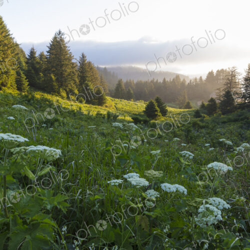 Blooming hogweed in summer, coastal forest in distance, Oregon