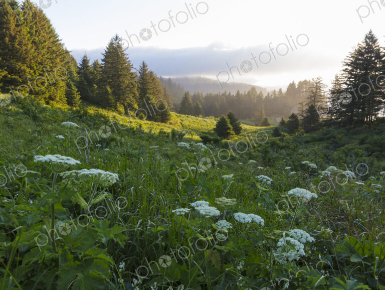 Blooming hogweed in summer, coastal forest in distance, Oregon