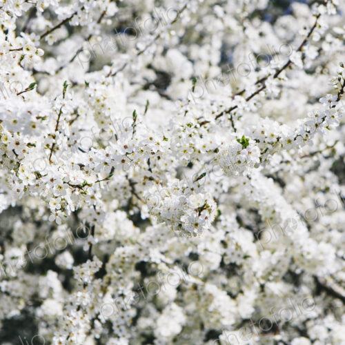 Blooming ornamental cherry trees. White frothy blossom. Spring in Seattle. Blooming ornamental cherry trees. White frothy blossom. Spring in Seattle.