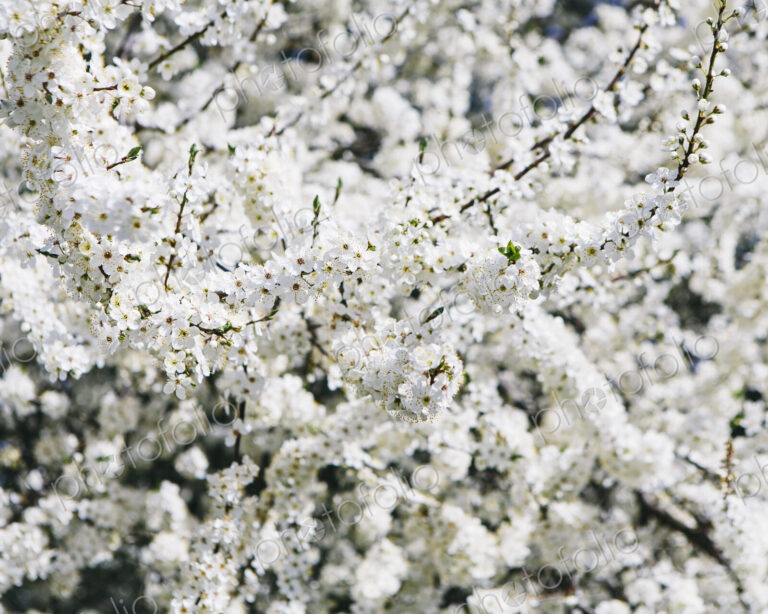 Blooming ornamental cherry trees. White frothy blossom. Spring in Seattle.