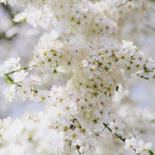 Blooming ornamental cherry trees. White frothy blossom. Spring in Seattle. Blooming ornamental cherry trees. White frothy blossom. Spring in Seattle.