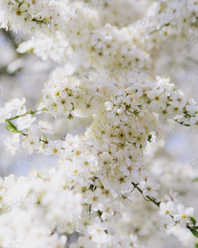 Blooming ornamental cherry trees. White frothy blossom. Spring in Seattle.