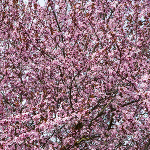 Blooming ornamental plum tree. Bright pink blossom and flowers on the branches. Spring… Blooming ornamental plum tree. Bright pink blossom and flowers on the branches. Spring…