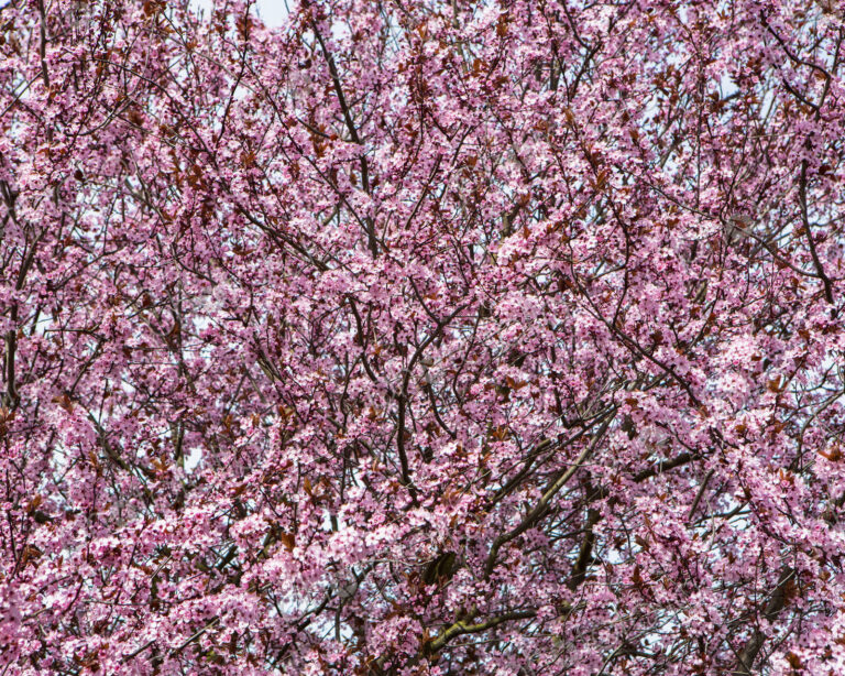 Blooming ornamental plum tree. Bright pink blossom and flowers on the branches. Spring…