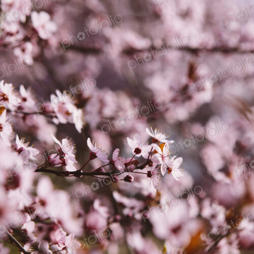 Blooming ornamental plum tree. Pink blossom on the branches. Spring in Seattle Blooming ornamental plum tree. Pink blossom on the branches. Spring in Seattle