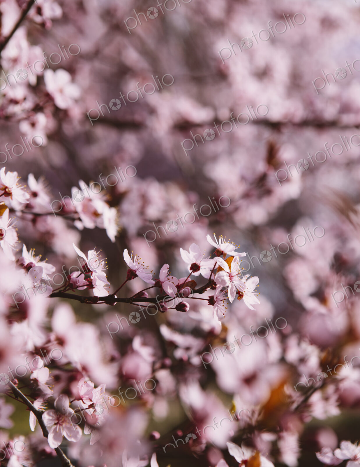 Blooming ornamental plum tree. Pink blossom on the branches. Spring in Seattle