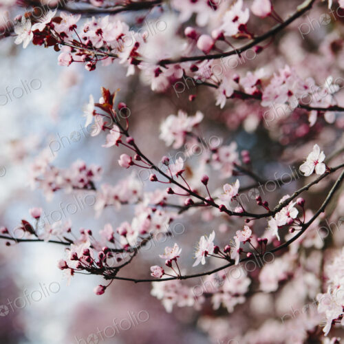 Blooming ornamental plum tree. Pink blossom on the branches. Spring in Seattle Blooming ornamental plum tree. Pink blossom on the branches. Spring in Seattle