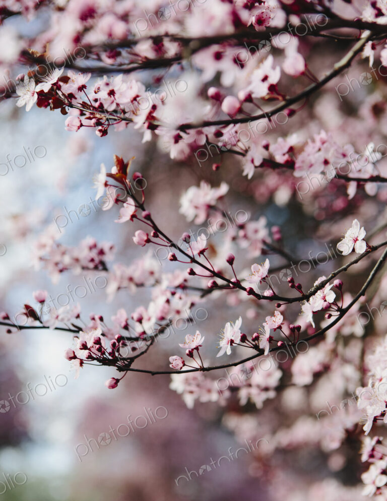 Blooming ornamental plum tree. Pink blossom on the branches. Spring in Seattle