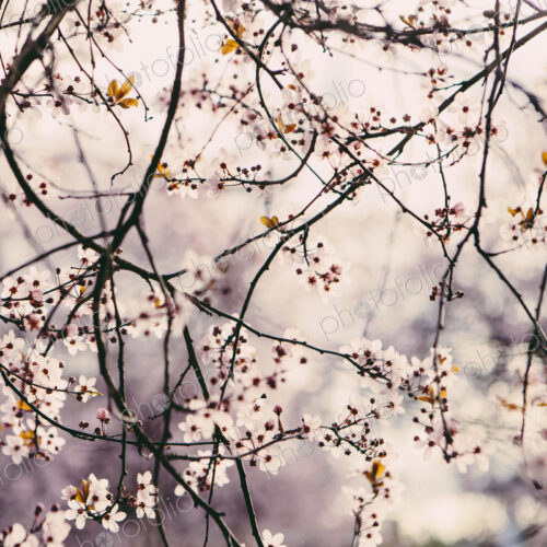 Blooming ornamental plum tree. Pink blossom on the branches. Spring in Seattle Blooming ornamental plum tree. Pink blossom on the branches. Spring in Seattle