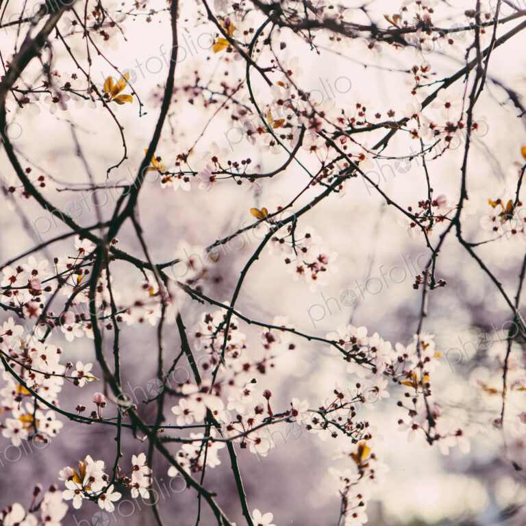 Blooming ornamental plum tree. Pink blossom on the branches. Spring in Seattle