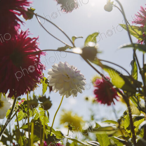 Blooming red and white dahlia flowers in a garden in Seattle, USA. Blooming red and white dahlia flowers in a garden in Seattle, USA.