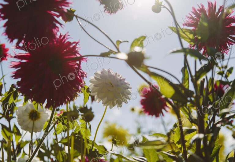 Blooming red and white dahlia flowers in a garden in Seattle, USA.