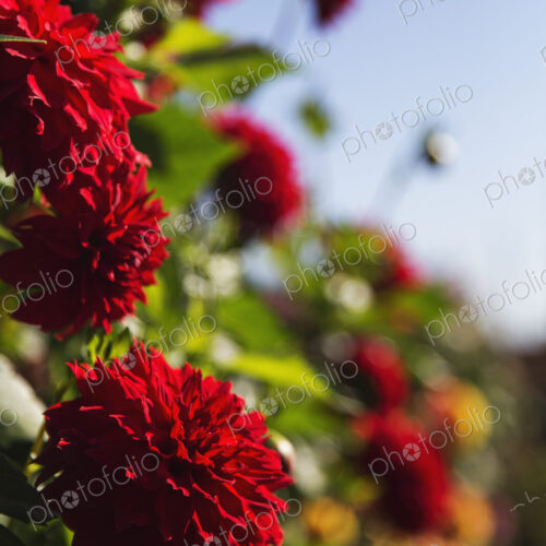 Blooming red dahlia flowers in a garden in Seattle, USA. Blooming red dahlia flowers in a garden in Seattle, USA.