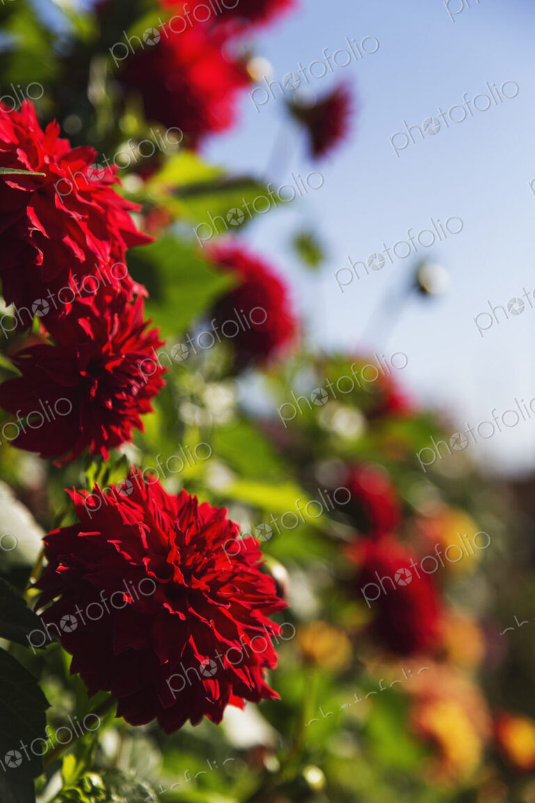 Blooming red dahlia flowers in a garden in Seattle, USA.