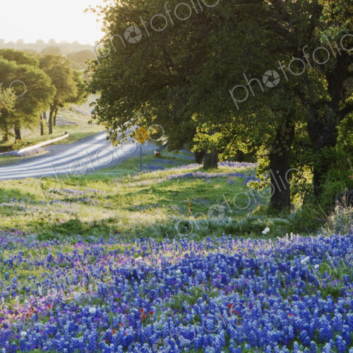 Blue Bonnets in Field Near Road