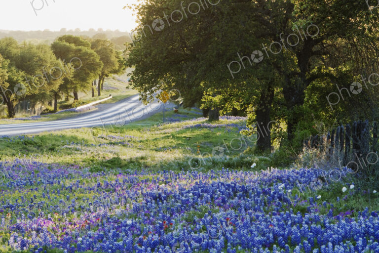 Blue Bonnets in Field Near Road