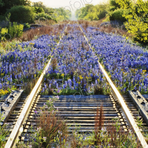 Blue Bonnets on Railroad Tracks Blue Bonnets on Railroad Tracks