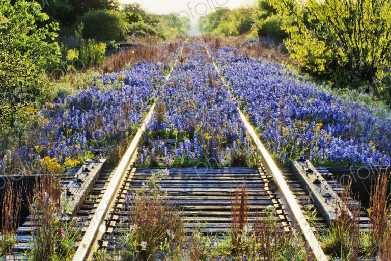 Blue Bonnets on Railroad Tracks