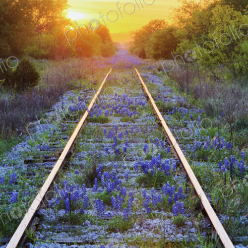 Blue Bonnets on Railroad Tracks Blue Bonnets on Railroad Tracks