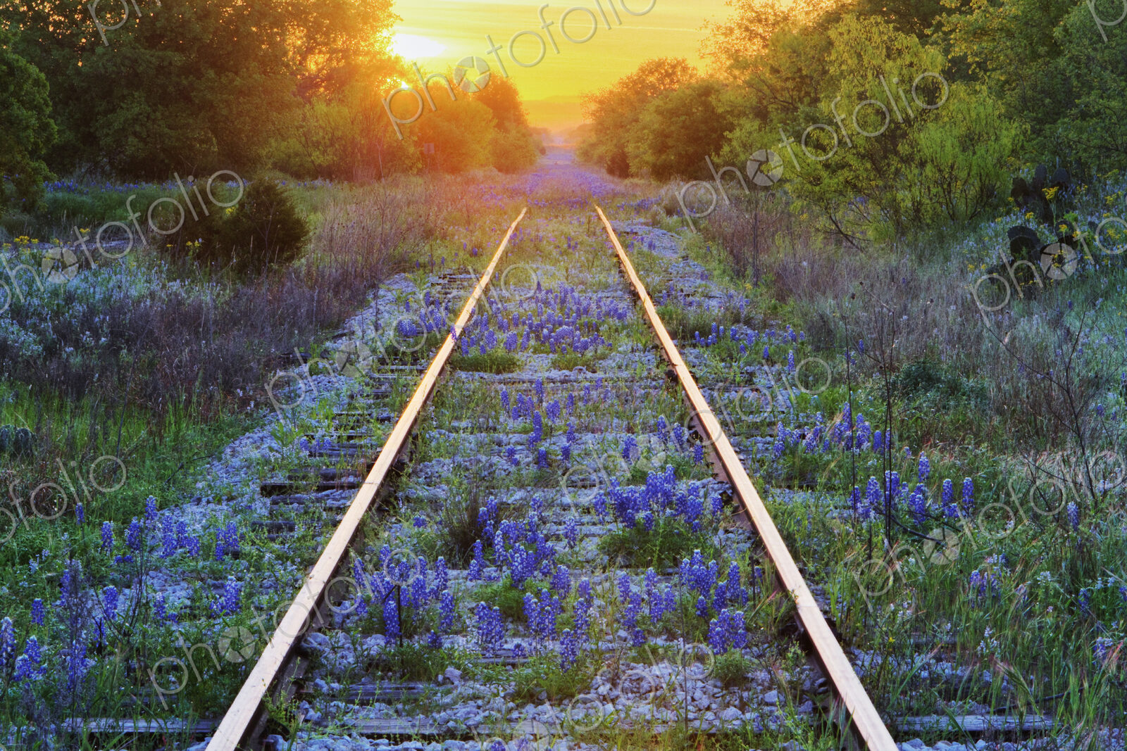 Blue Bonnets on Railroad Tracks