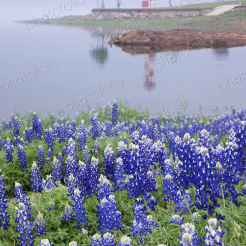 Blue Bonnets on a Beach with Lighthouse Blue Bonnets on a Beach with Lighthouse