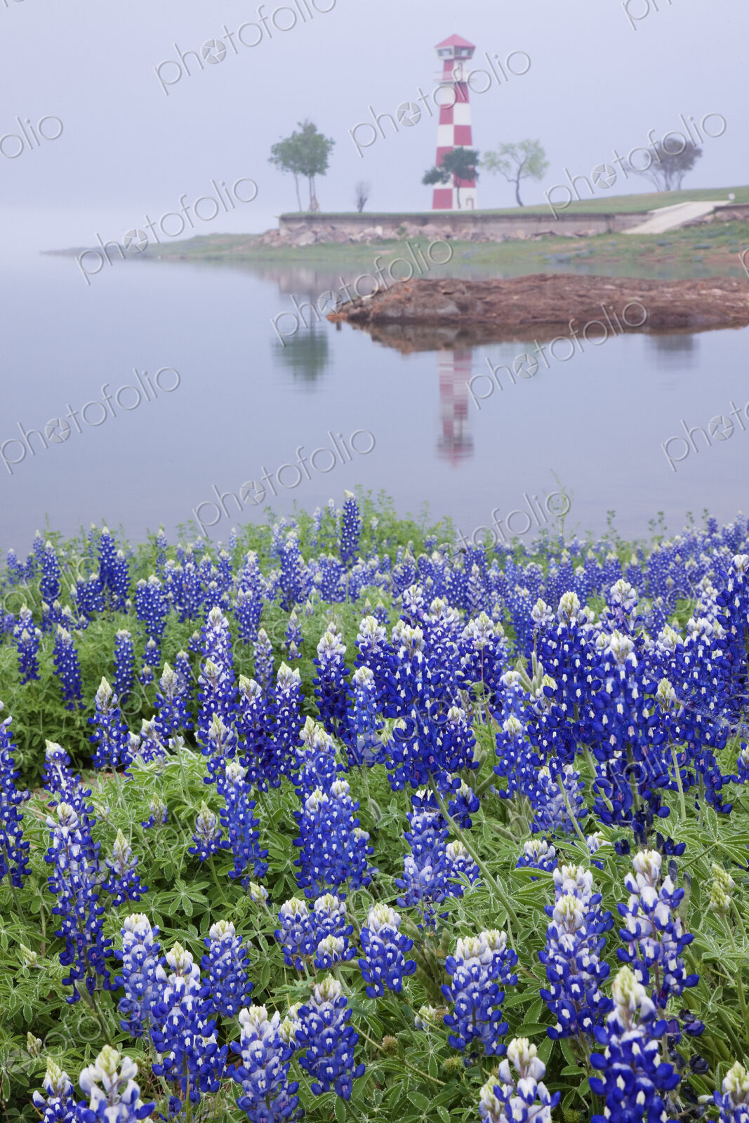 Blue Bonnets on a Beach with Lighthouse