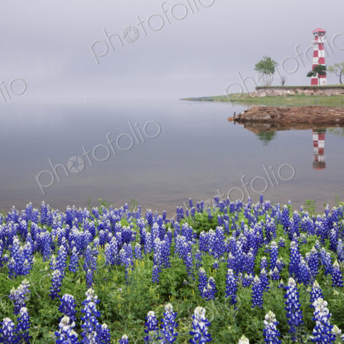 Blue Bonnets on a Beach with Lighthouse Blue Bonnets on a Beach with Lighthouse