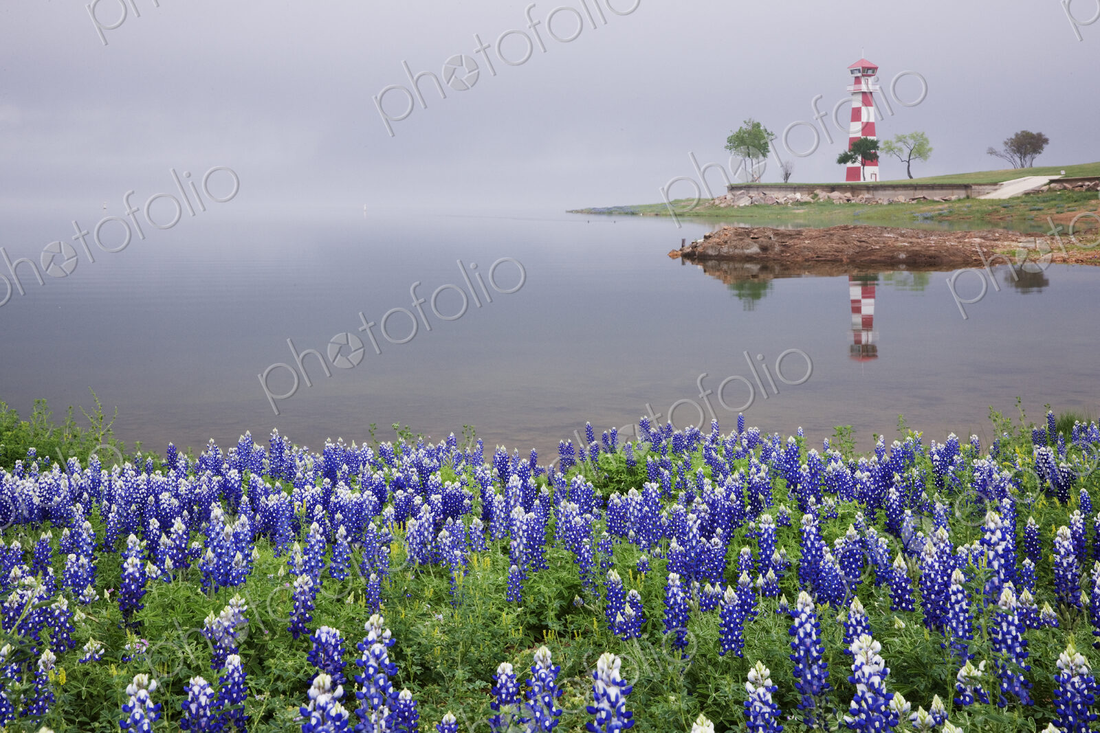 Blue Bonnets on a Beach with Lighthouse