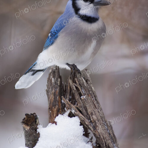 Blue Jay bird perching on a branch covered in snow.