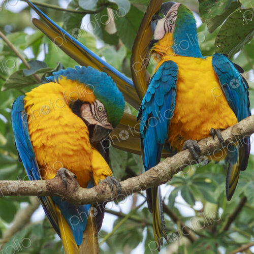 Blue-and-yellow macaws, Pantanal, Brazil Blue-and-yellow macaws, Pantanal, Brazil