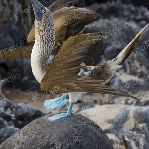 Blue-footed Booby bird on rock. Blue-footed Booby bird on rock.
