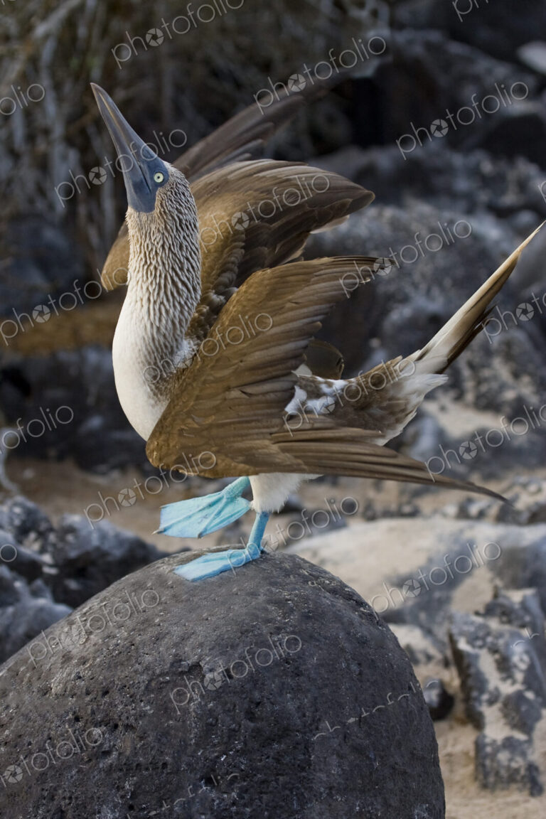 Blue-footed Booby bird on rock.