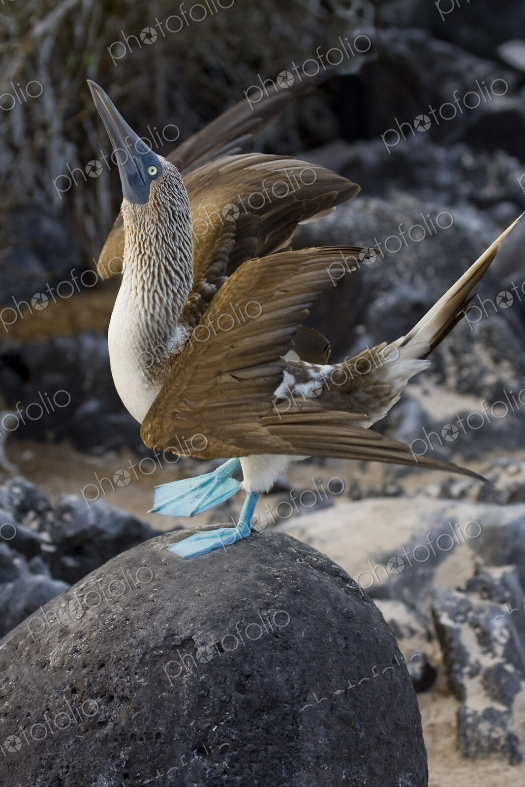 Blue-footed Booby bird on rock.