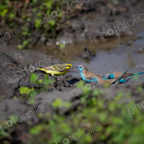 Blue waxbills, Uraeginthus angolensis and a Yellow-fronted Canary, Crithagra… Blue waxbills, Uraeginthus angolensis and a Yellow-fronted Canary, Crithagra…