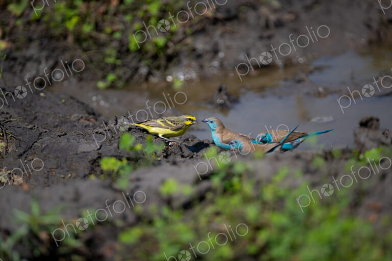 Blue waxbills, Uraeginthus angolensis and a Yellow-fronted Canary, Crithagra…
