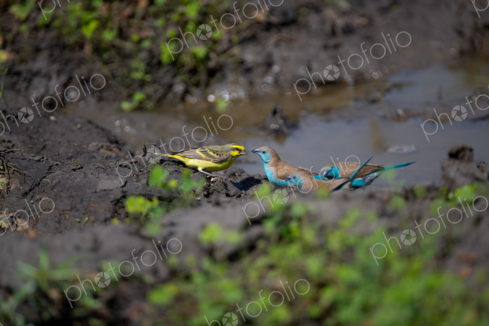 Blue waxbills, Uraeginthus angolensis and a Yellow-fronted Canary, Crithagra…