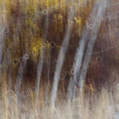 Blurred motion, a forest of aspen trees in autumn, straight white tree trunks, abstract. Blurred motion, a forest of aspen trees in autumn, straight white tree trunks, abstract.